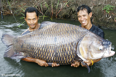 Thái Lan là đất nước nổi tiếng có loài cá chépXiêm có kích thước lớn nhất thế giới